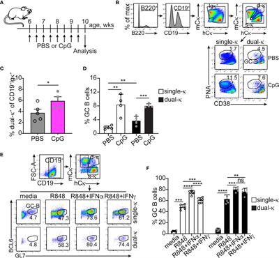 Elevated Detection of Dual Antibody B Cells Identifies Lupus Patients With B Cell-Reactive VH4-34 Autoantibodies